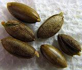 Miracle Fruit Seeds (20 seeds) - Miracle Fruit USA